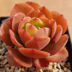 PRESALE Echeveria Jyulia, (Random)