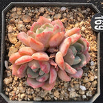 PRESALE Echeveria 'Shamong' (Random)