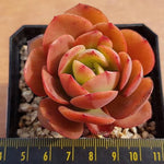 PRESALE Echeveria Jyulia, (Random)