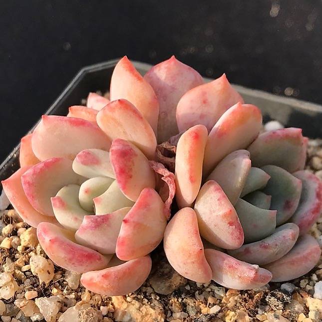 PRESALE Echeveria 'Shamong' (Random)