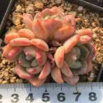 PRESALE Echeveria 'Shamong' (Random)