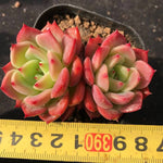 PRESALE Echeveria 'Belladonna' (Random)