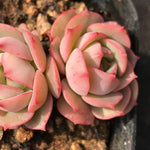 PRESALE Echeveria 'Gloria' (Random)