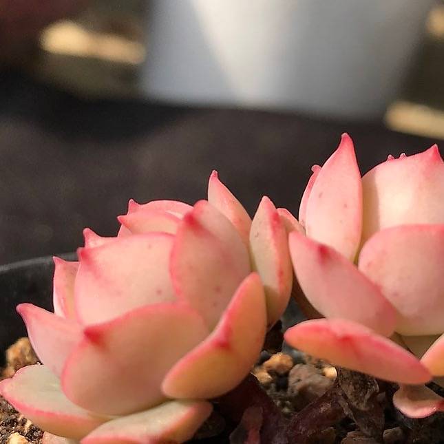 PRESALE Echeveria 'Gloria' (Random)