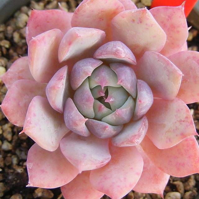 PRESALE Echeveria Prism, (Not so Random)