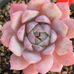 PRESALE Echeveria Prism, (Not so Random)