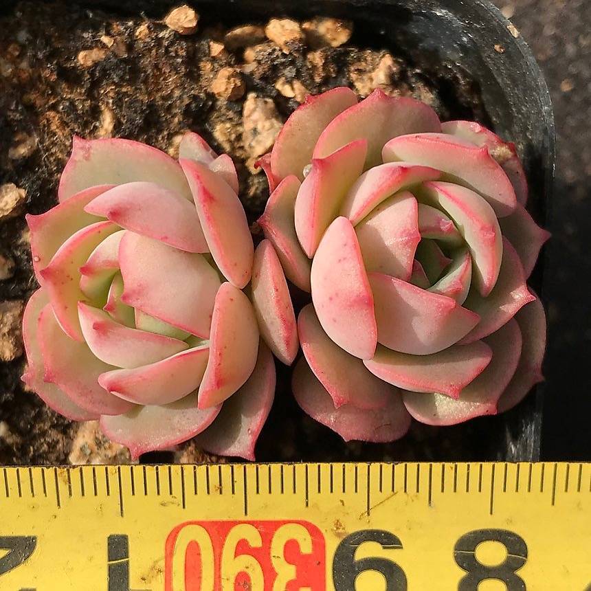 PRESALE Echeveria 'Gloria' (Random)