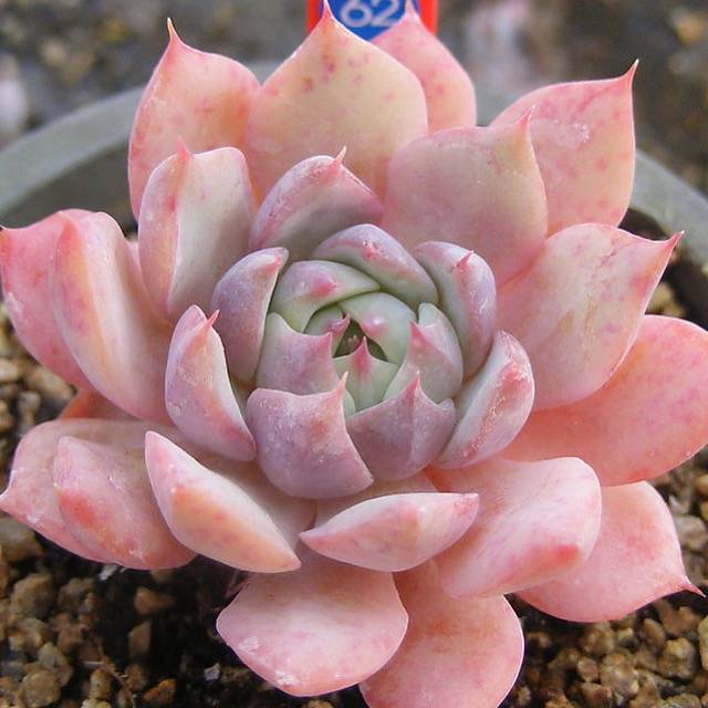 PRESALE Echeveria Prism, (Not so Random)