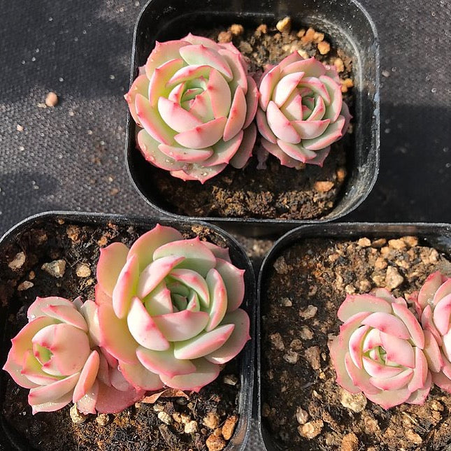 PRESALE Echeveria 'Gloria' (Random)