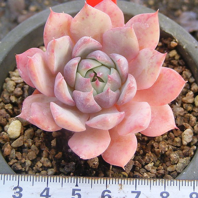 PRESALE Echeveria Prism, (Not so Random)