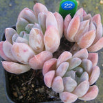 PRESALE Echeveria Thumb Rim, (Random)