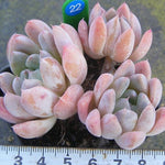 PRESALE Echeveria Thumb Rim, (Random)