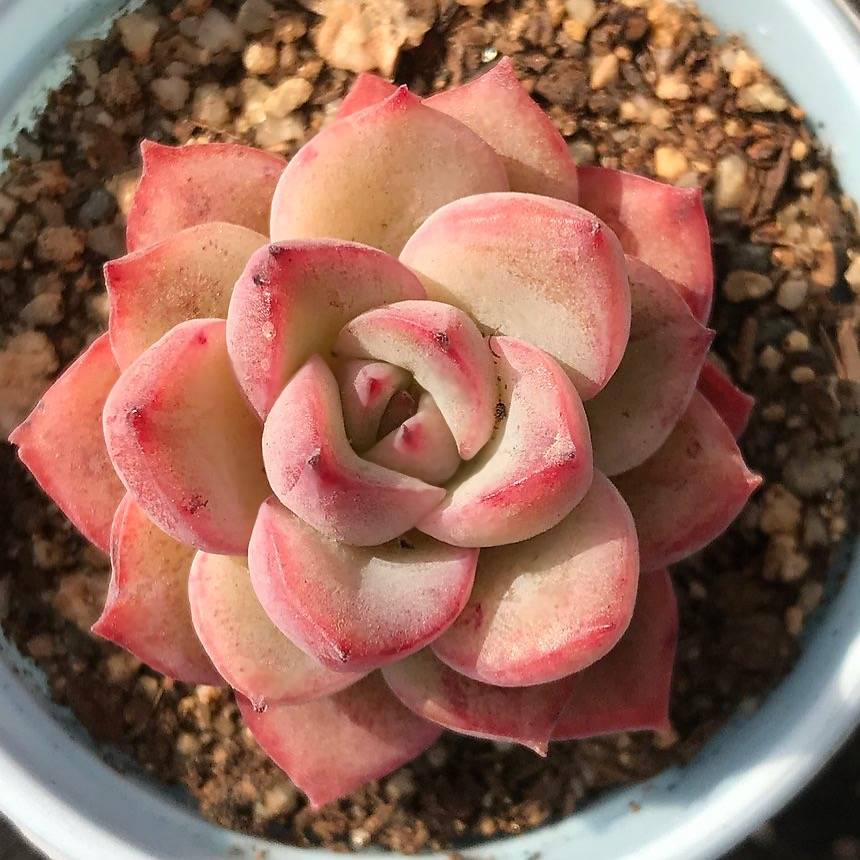 PRESALE Echeveria Brave, (Random)