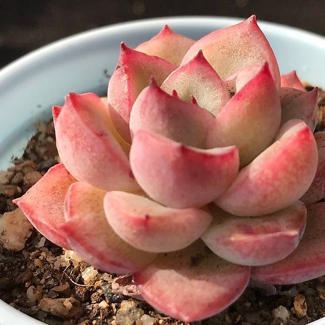 PRESALE Echeveria Brave, (Random)