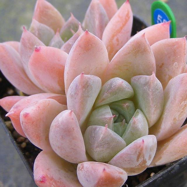 PRESALE Echeveria Thumb Rim, (Random)