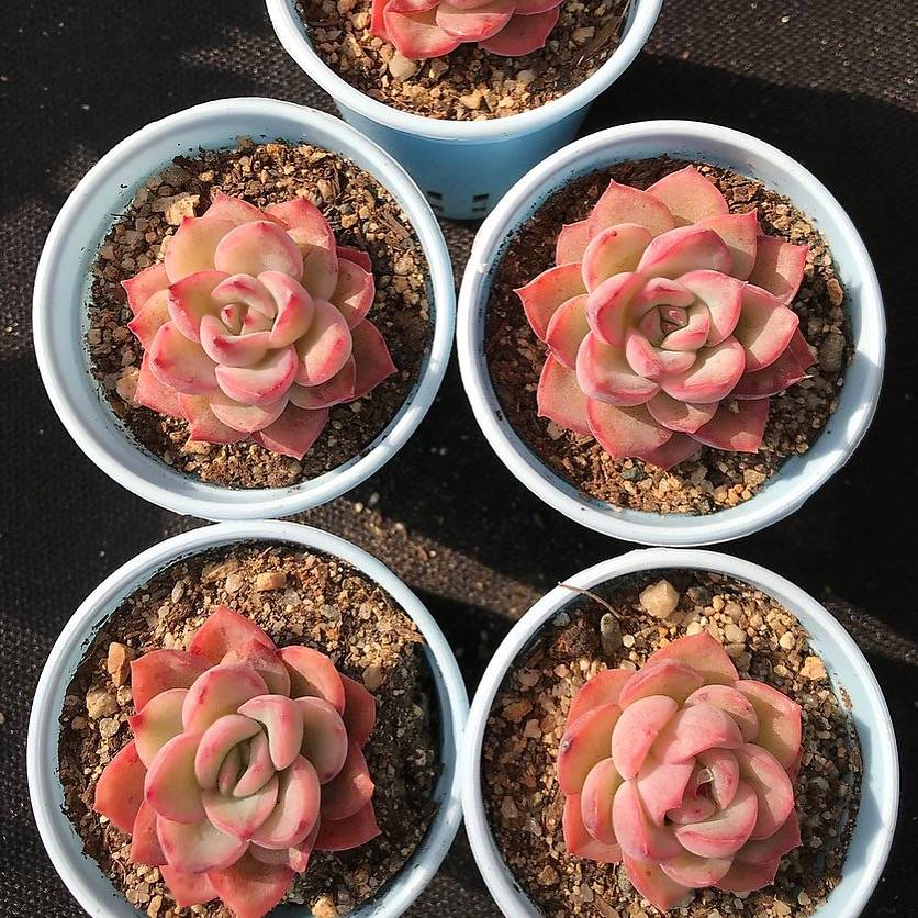 PRESALE Echeveria Brave, (Random)