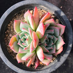 PRESALE Echeveria Maria, (Random)