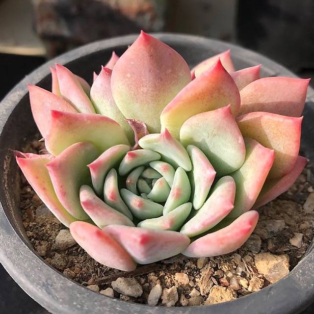 PRESALE Echeveria Maria, (Random)