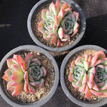 PRESALE Echeveria Maria, (Random)