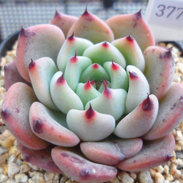 PRESALE Echeveria Jackal, (Random)