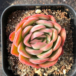 PRESALE Echeveria Bob Ross, (Random)