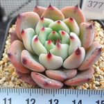 PRESALE Echeveria Jackal, (Random)