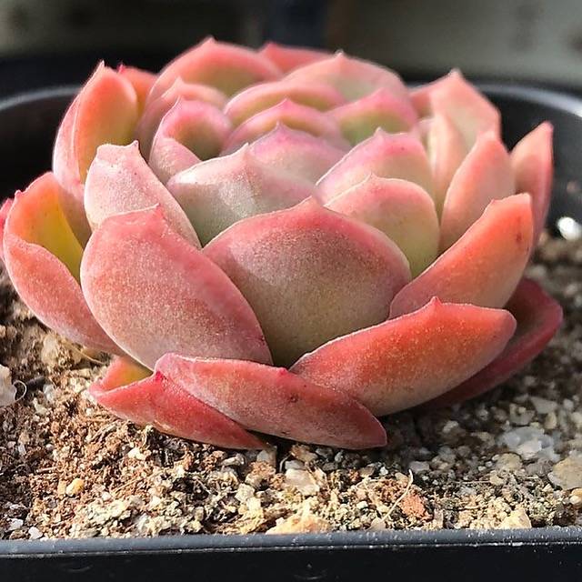 PRESALE Echeveria Bob Ross, (Random)