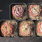 PRESALE Echeveria Bob Ross, (Random)