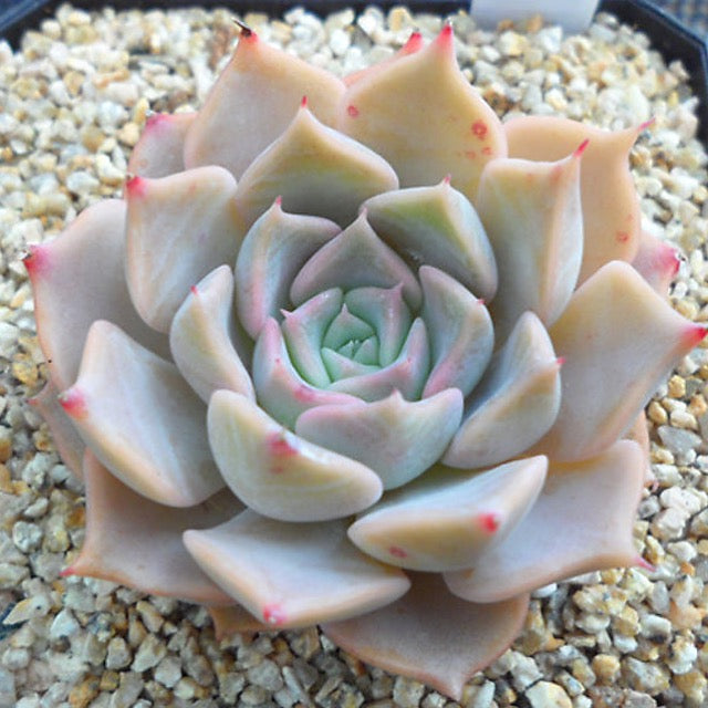 PRESALE Echeveria Glow, (Random) **VIDEO ATTACHED**