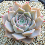 PRESALE Echeveria Glow, (Random) **VIDEO ATTACHED**