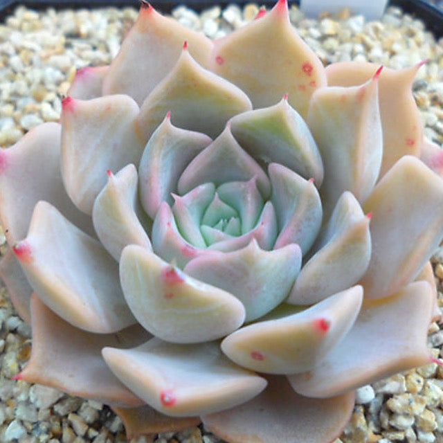 PRESALE Echeveria Glow, (Random) **VIDEO ATTACHED**