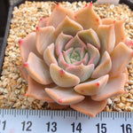 PRESALE Echeveria Glow, (Random) **VIDEO ATTACHED**