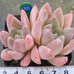 PRESALE Echeveria Thumb Rim, (Random)