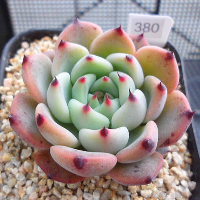 PRESALE Echeveria Jackal, (Random)