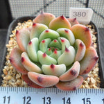 PRESALE Echeveria Jackal, (Random)