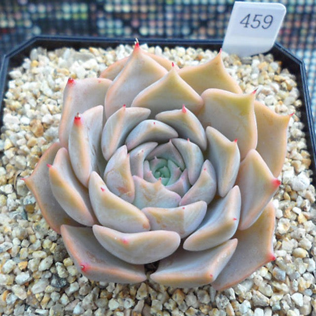 PRESALE Echeveria Glow, (Random) **VIDEO ATTACHED**