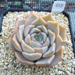 PRESALE Echeveria Glow, (Random) **VIDEO ATTACHED**