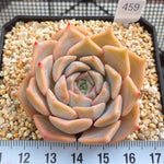 PRESALE Echeveria Glow, (Random) **VIDEO ATTACHED**