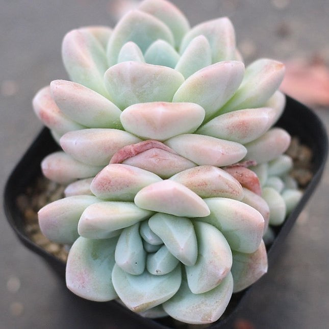 PRESALE Echeveria Ice Green, (Double, with pup)