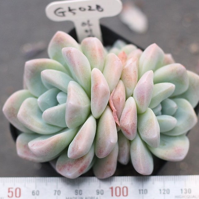 PRESALE Echeveria Ice Green, (Double, with pup)