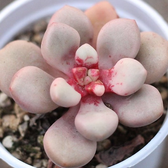 avant garde succulent Presale Echeveria 'Avantgarde' – Cedar Creek Farmhouse