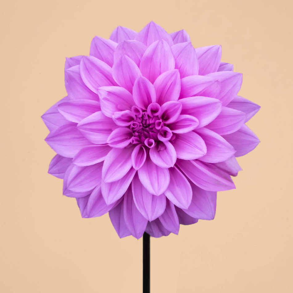 NEW! Dahlia Lilac Time (Spring Delivery)