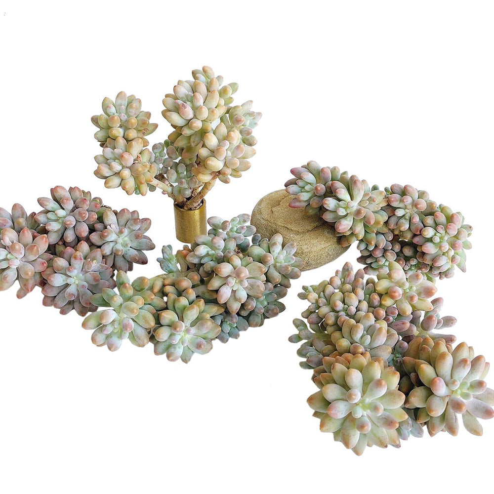 4th OF JULY FLASH SALE- DEAL #3 Pachyphytum Machucae, Clusters