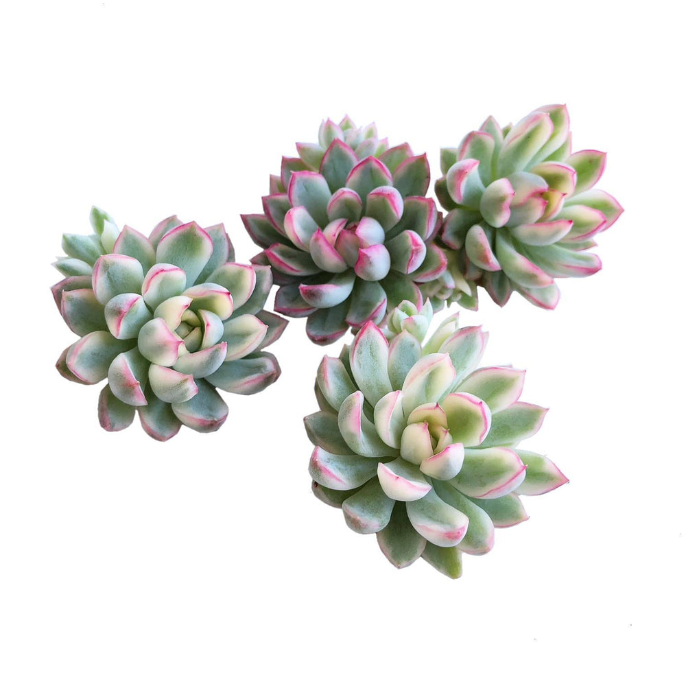 (RESERVED) Echeveria Mebina, Variegata