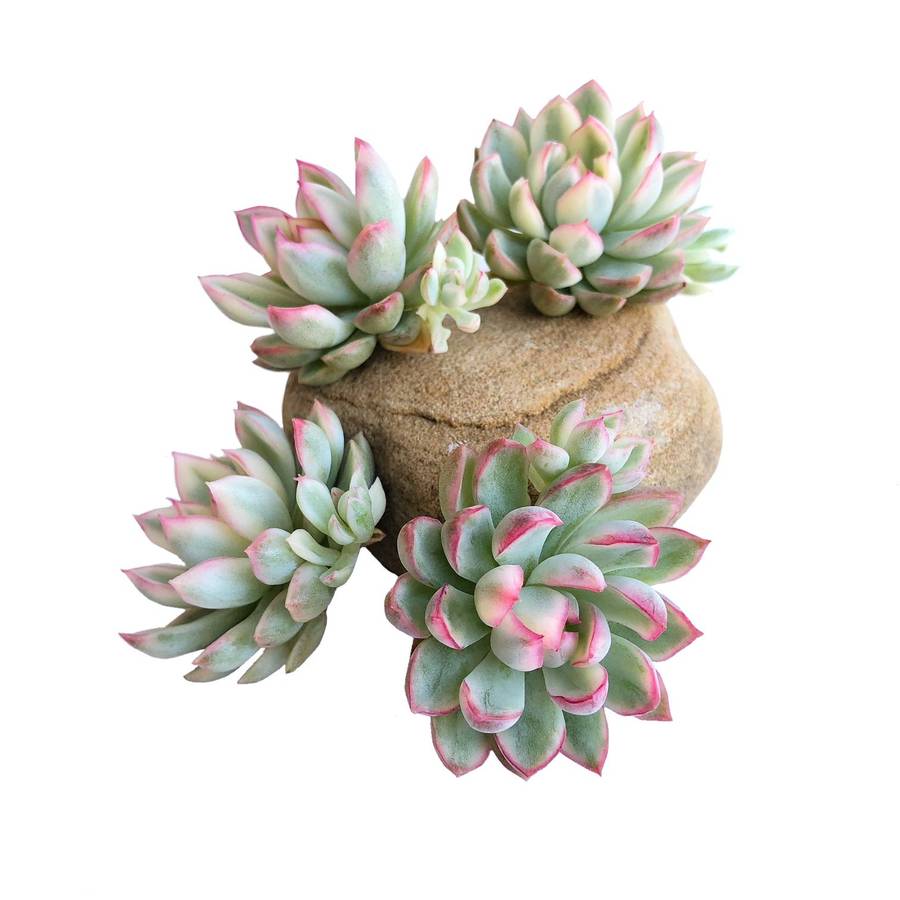 PRESALE Echeveria Mebina, Variegata, (Random)