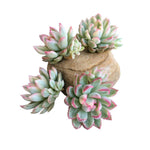 PRESALE Echeveria Mebina, Variegata, (Random)