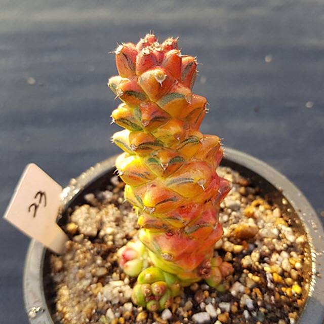 monadenium variegata Monadenium Ritchiei, Variegata, (Random)