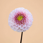 NEW! Dahlia Wizard of Oz (Spring Delivery)