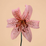 NEW! Asiatic Pink Tiger Lily (Spring Delivery)