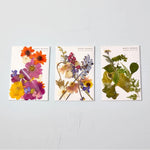 Rocky Mountain Wildflowers, Large Pressed Floral Packet